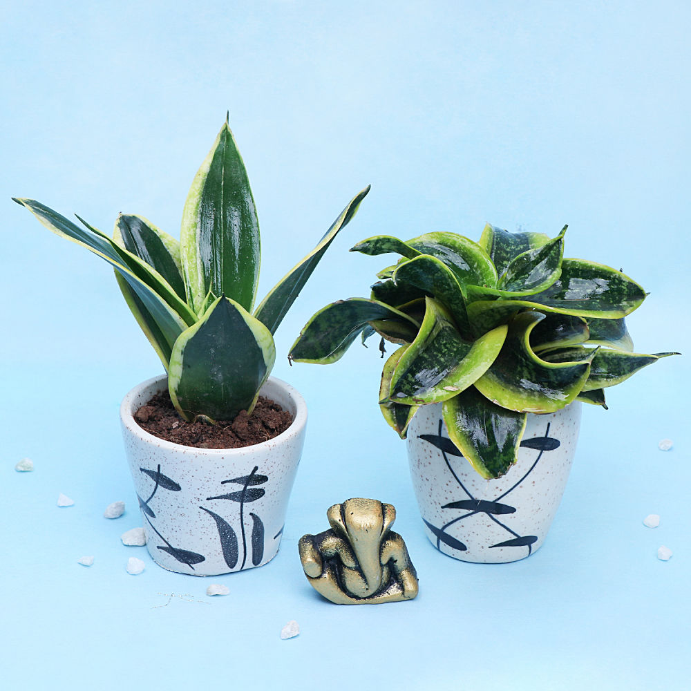 Home Decor : Blessing Ganpati & 2 Plant combo