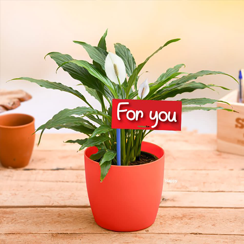 red peace lily indoor Home Decor : Peace Lily For You – Studio GKW