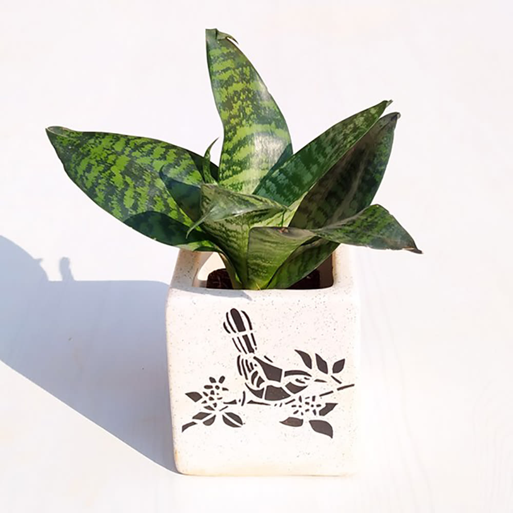 snake plant indoor decor Home Decor : Sansevieria trifasciata Hahnii Snake Plant in Ceramic Pot – Studio GKW