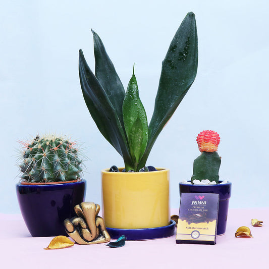 Home Decor : Beauty Making Plants With Choco & Ganesha Idol