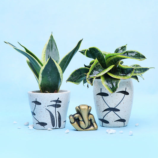 Home Decor : Blessing Ganpati & 2 Plant combo