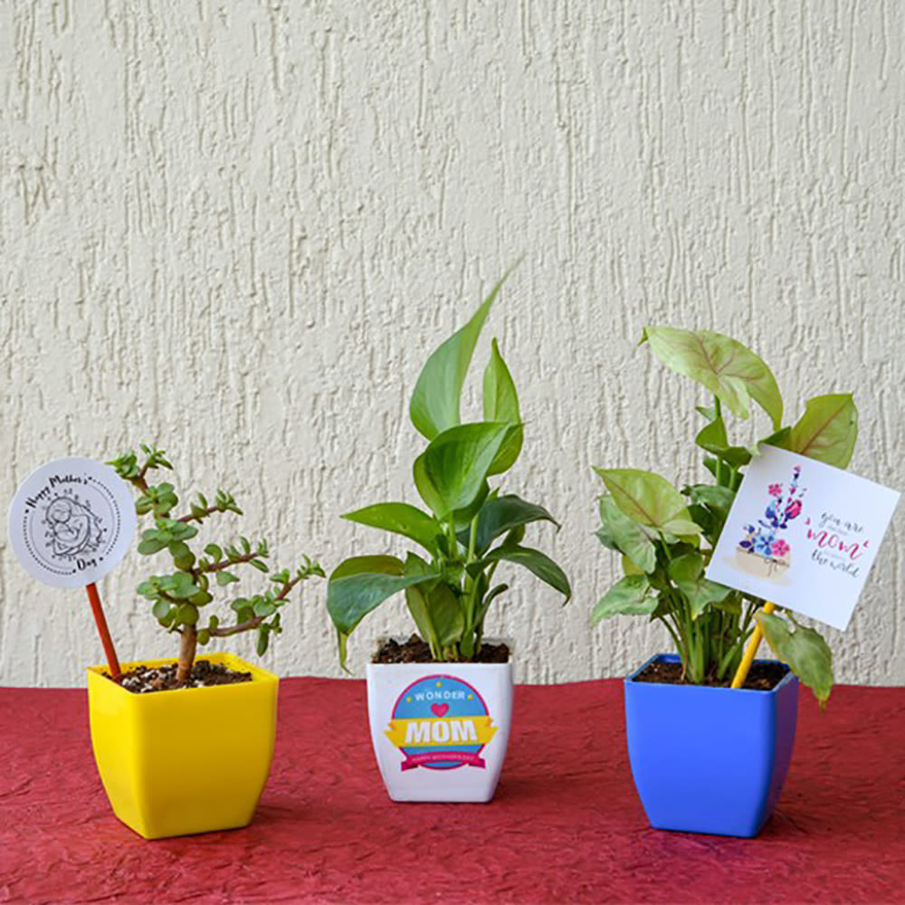 Home Decor : Good Luck Garden for Caring Mother